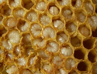 蜜蜂产品